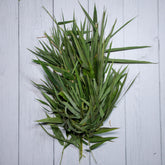 Bamboo Leaves -  100 % Natural & Farm Fresh  Herbs